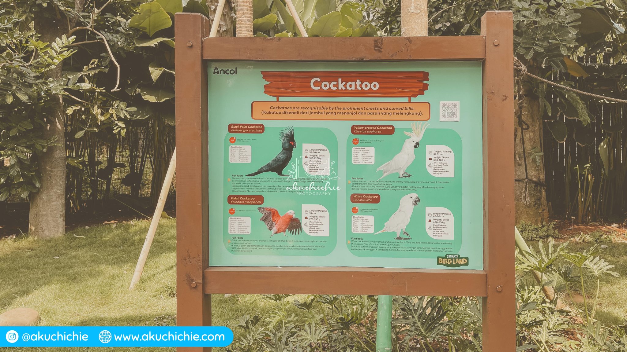 Jakarta Bird Land Ancol Wisata Edukasi Keluarga Akuchichie Journey