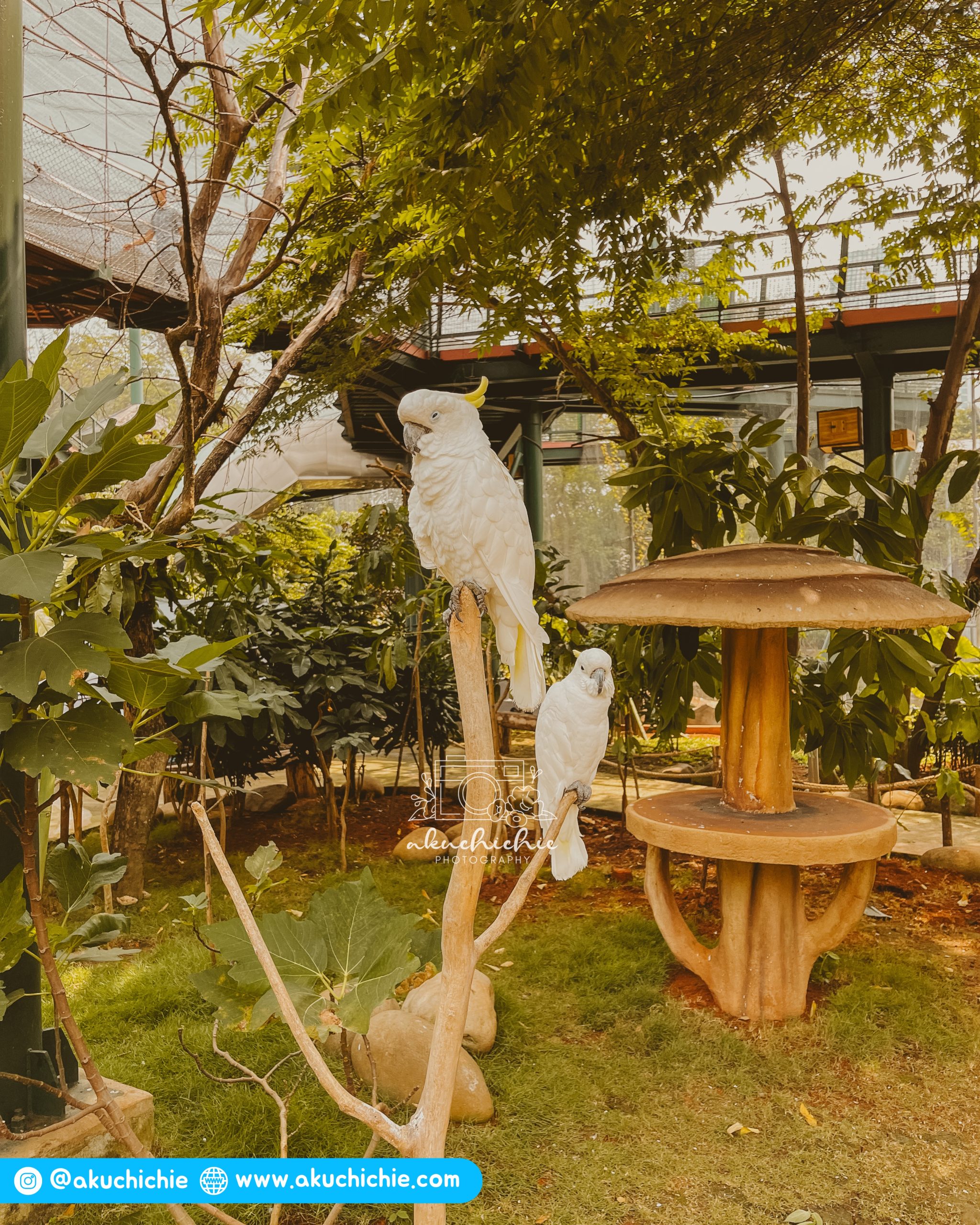 Jakarta Bird Land Ancol Wisata Edukasi Keluarga Akuchichie Journey