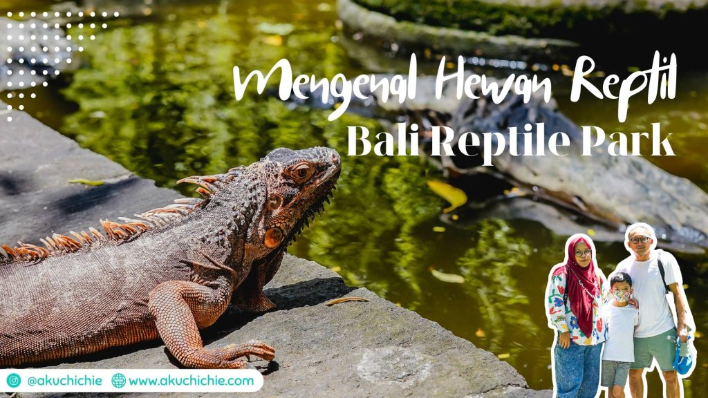 Mengenal hewan Reptil di Bali 