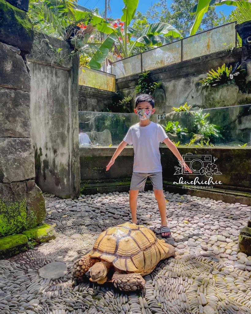Kelvin bersama kura-kura di Reptile Park Bali