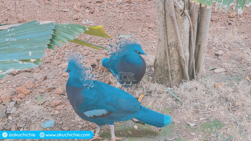 Jakarta Bird Land Ancol