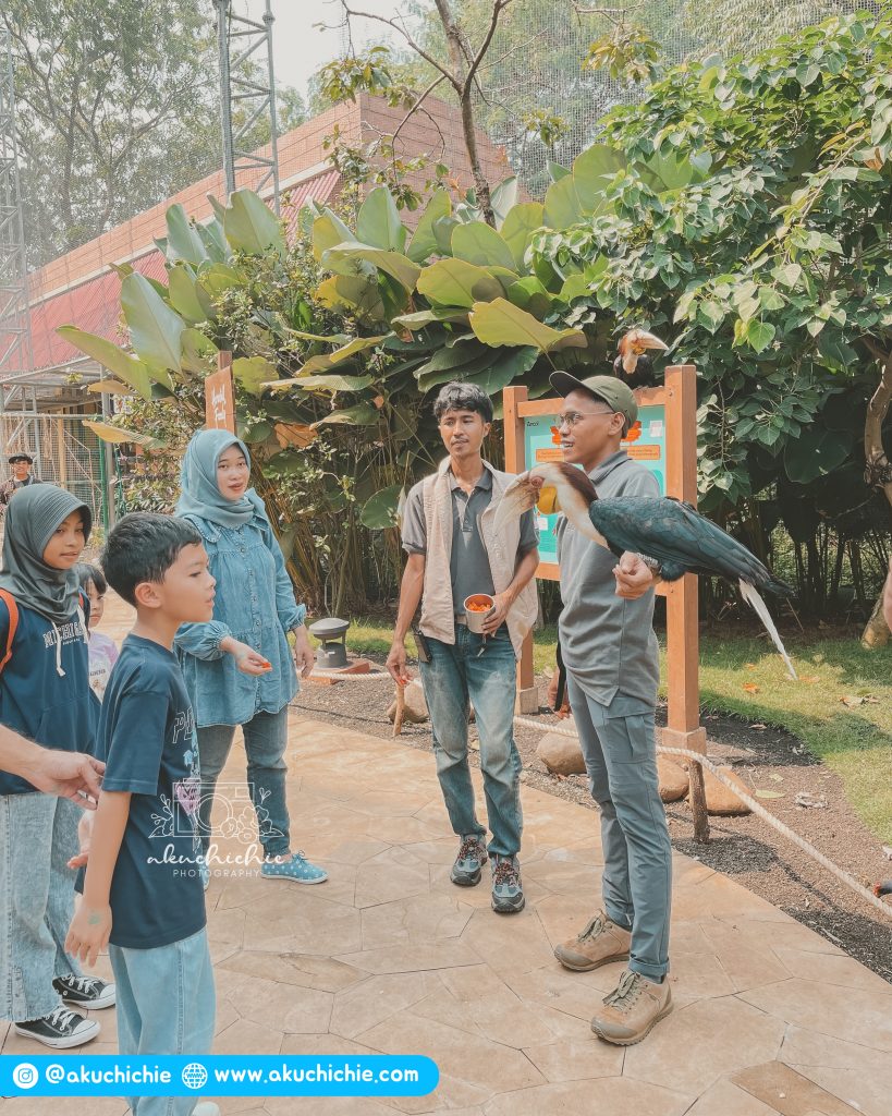 Memberi makan burung Rangkong