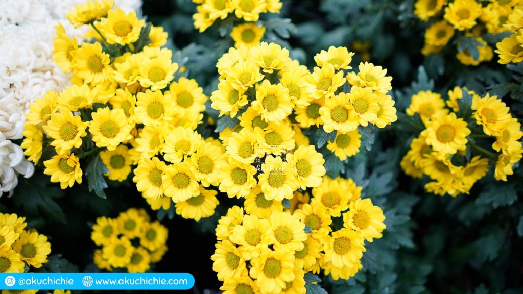 Chrysanthemum Charm