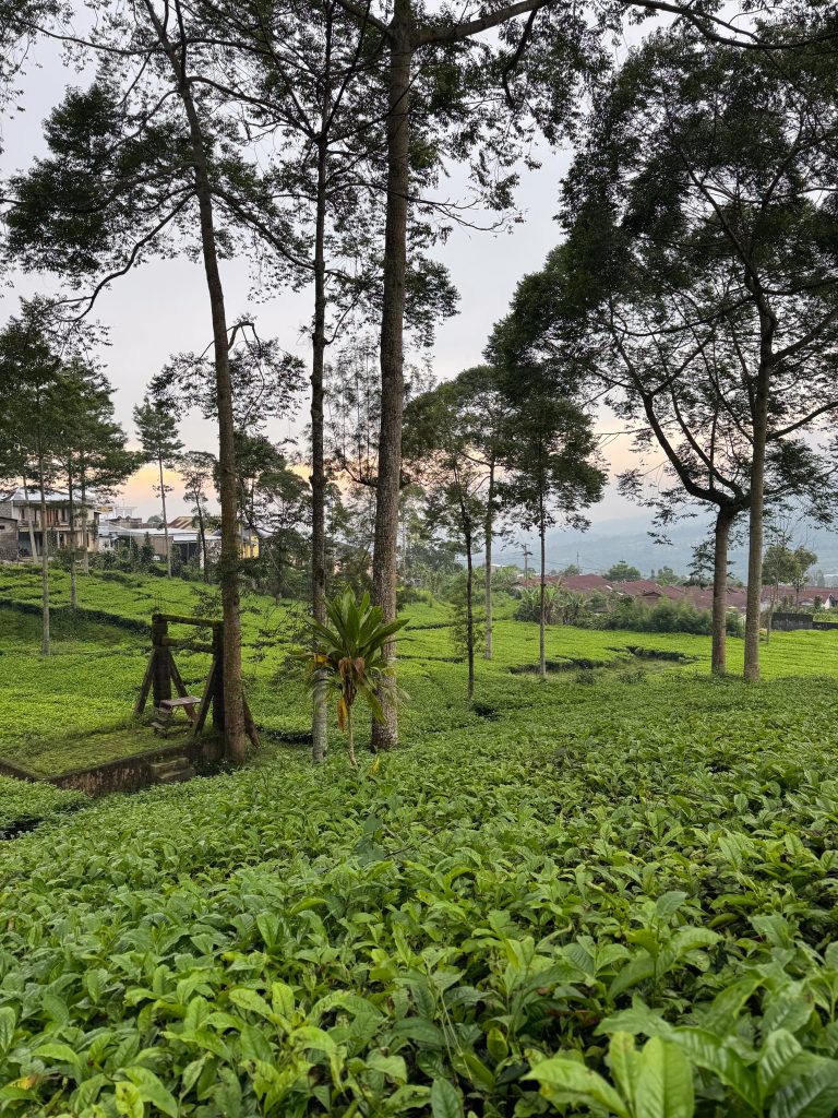 wisata kebun teh tambi wonosobo