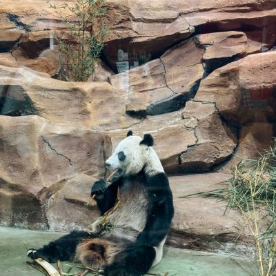 pengalaman ke istana panda